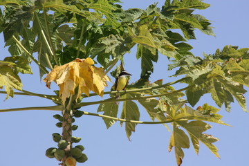 Oiseau Kikiwi perché sur un Papayer (Tyran Kikiwi ou Quiquivi), Guyane française