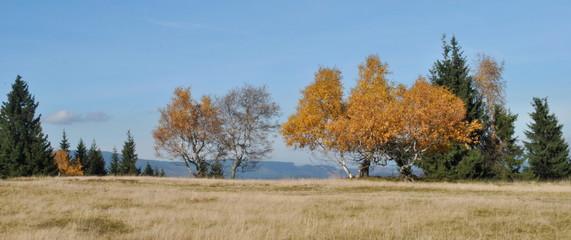 Jesienne drzewa na horyzoncie © bnorbert3