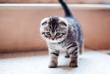 Little Scottish Fold kitten striped silver color