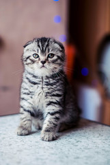 Little Striped Scottish Fold a kitten of silver color against the background of a New Year's garland.