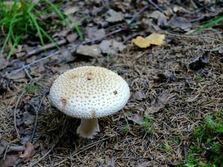 White mushroom with a spiky cap
