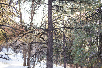 Barren Pine Tree in Forest