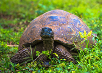 Galapagos Islands - July 22, 2017: Giant Tortoise in Santa Cruz