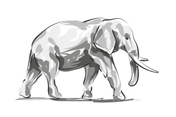 Vector digital sketch of an elephant