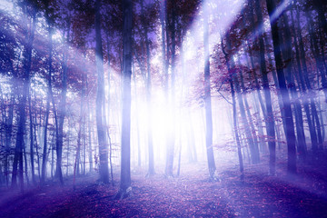Beautiful fantasy ray of light in the foggy forest landscape. Color filter effect used.