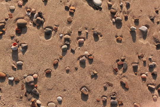 Seashells and rocks on the beach
