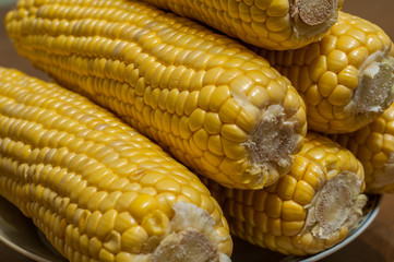 cobs of sweet corn. closeup