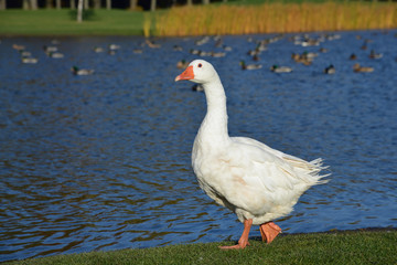 white goose walks by the lake