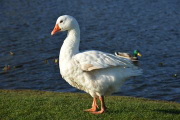 Naklejka na ściany i meble white goose walks by the lake