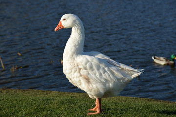 white goose walks by the lake