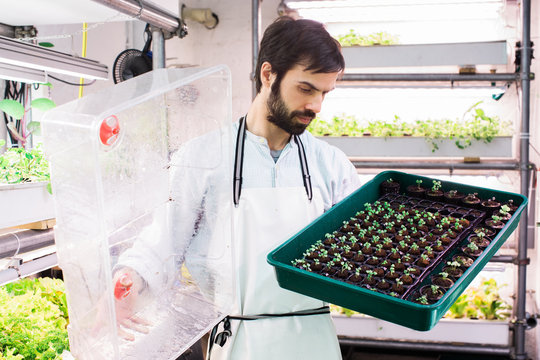 Male Biologist Looking at Seedlings in Indoor Hydroponic Growing Facility