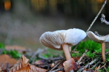 Grzyby w lesie © bnorbert3