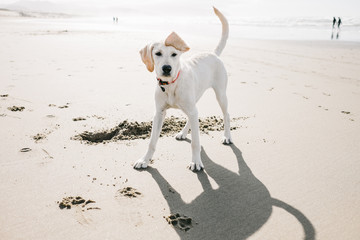 Cute white dog playing at the beach