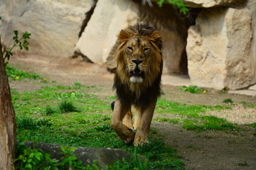 Lion is comming