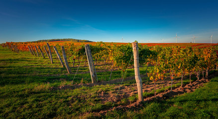 Vineyard at Autumn in Austria