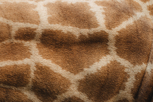 giraffe fur