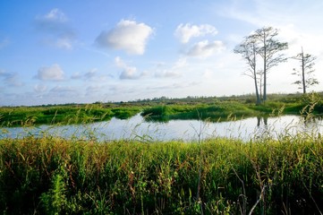 river in the swamps of Louisiana