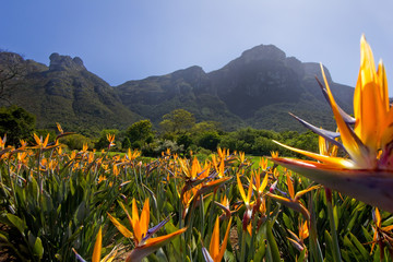 Strelitzia flowers at Kirstenbosch Gardens