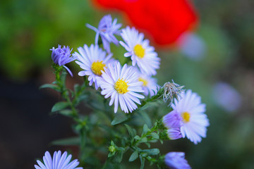 Wild flower. Purple yellow.