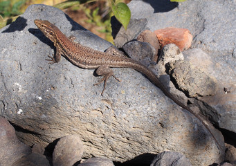 Tenerife lizard,basking on a rock in sunshine