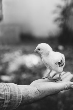 Man holding chick