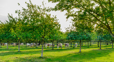 Fototapeta na wymiar Young Norman cows grazing in a apple orchard in the Orne countryside in summer, Normandy France