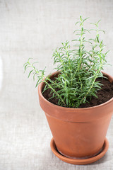 Young rosemary in a clay pot..