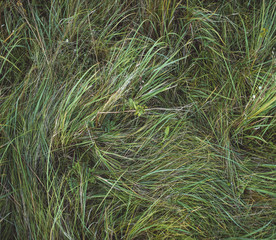 Green grass texture, nature background. Wheatgrass.