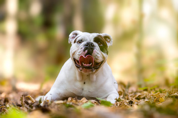 English bulldog dog autumn portrait