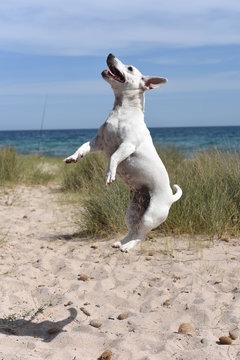 Cute Jack Russel Terrier Jumping In The Air At The Beach