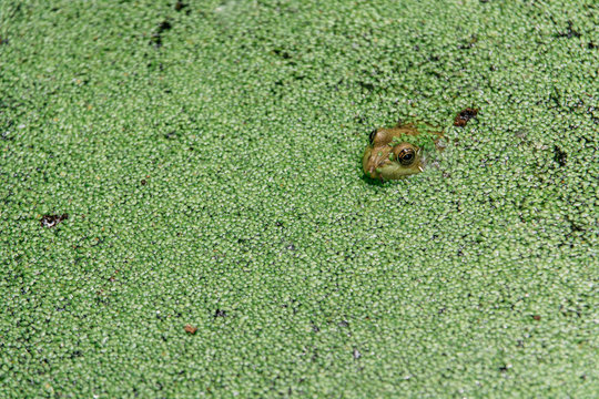 Green frog peeking out of a duckweed covered pond