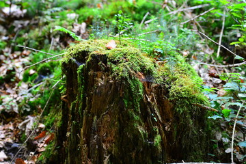 summer stump.