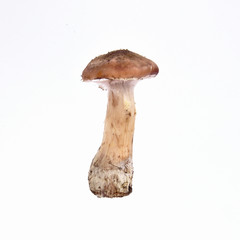 Mushrooms isolated on a white background. Food concept.