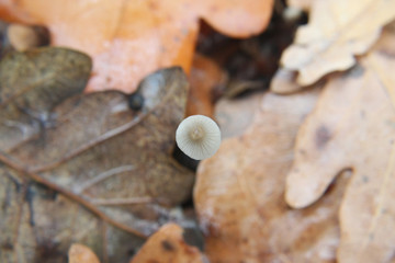 small mashroom top view
