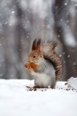 The red squirrel eats nut on snow