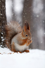 Naklejka na ściany i meble The red squirrel eats nut on snow