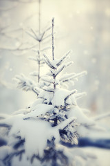 Fir-tree in snow