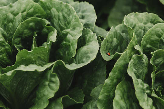 Close up of a ladybug on an organic lettuce leaf