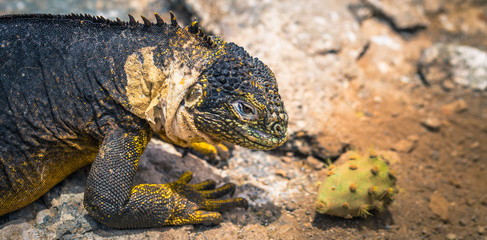 Galapagos Islands - August 24, 2017: Endemic Land Iguana in Plaza Sur island, Galapagos Islands, Ecuador