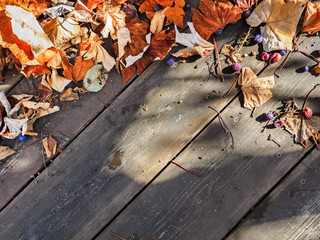 Fallen grape leaves and berries with copy space