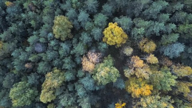 Nature, Amazing Aerial View of Colorful Field of Trees During Fall Foliage