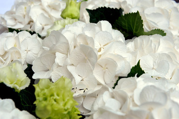 White hydrangea flower. Closeup