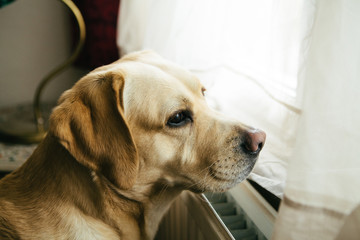 Labrador dog looking out of window