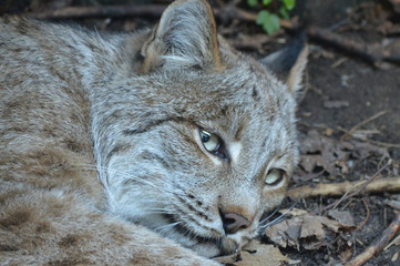 Canadian lynx