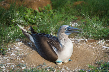 Blue footed boobie, standing on its eggs to incubate them. They nest in a depression in the ground, and are unique to the Galapagos Islands