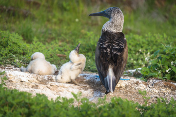 Blue footed boobie with chicks. This species is unique to the Galapagos Islands