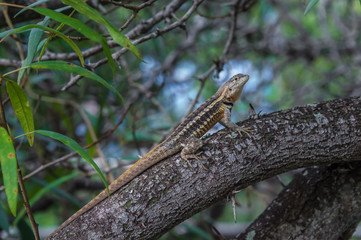 Lava Lizard, Microlophus albemariensis, unique to the Galapagos, Ecuador