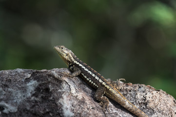 Naklejka na ściany i meble Lava Lizard, Microlophus albemariensis, unique to the Galapagos, Ecuador