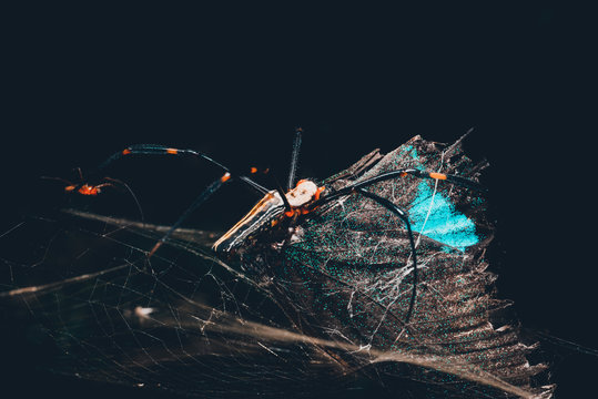 spider with butterfly caught in web