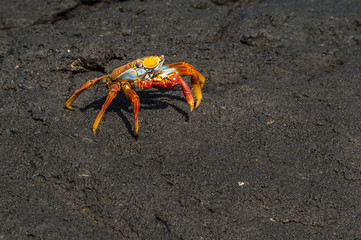 Sally lightfoot crab, grapsus grapsus, Galapagos Islands, Ecuador